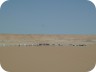 10pharaons529