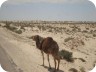 tunisie729